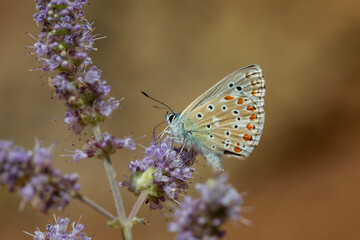 a wonderful butterfly with an overhead blue wing color, Polyommatus bellargus	