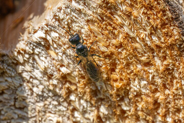 Close up of Pemphredon wasp sitting on wood in summer