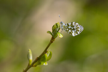 Orange Tip Butterfly feeding on a  flower, Bishop Middlham Nature Reserve, County Durham, England, UK