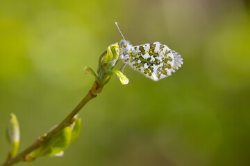 Orange Tip Butterfly feeding on a  flower, Bishop Middlham Nature Reserve, County Durham, England, UK