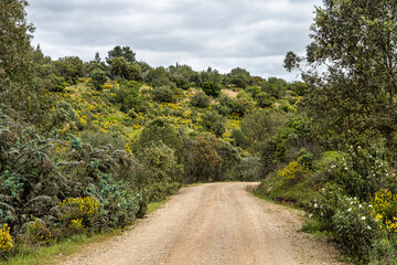 Beautiful landscape with wildflower meadows in Parque Natural do Vale do Guadiana, near Mertola, Portugal, Alentejo
