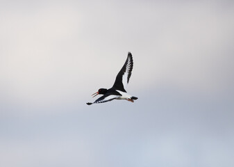 Eurasian Oyster Catcher in flight at Hurworth Burn, County Durham, England, UK.