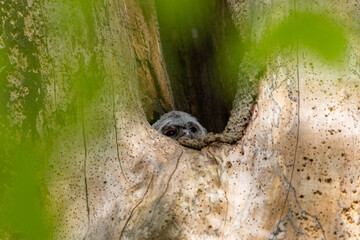 Tawny Owl chick nesting in a dead tree trunk, County Durham, England, UK.