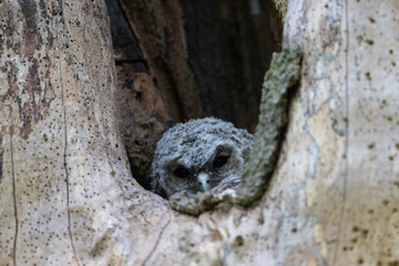 Tawny Owl chick nesting in a dead tree trunk, County Durham, England, UK.