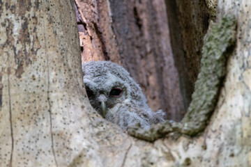 Tawny Owl chick nesting in a dead tree trunk, County Durham, England, UK.