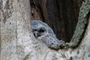 Tawny Owl chick nesting in a dead tree trunk, County Durham, England, UK.