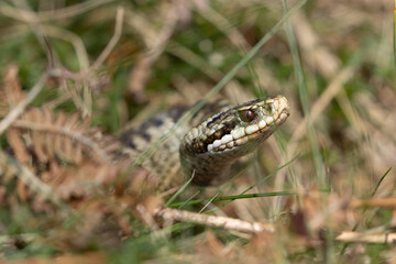 Female Adder crawling through grass, Weardale, County Durham, England, UK.