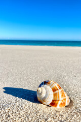 Obraz premium A close-up of a delicate spiral seashell resting on sun-kissed sandy shores