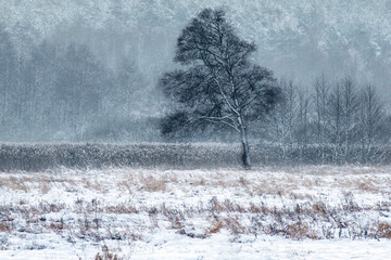 snow covered trees