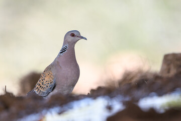 close-up shot of European turtle dove (streptopelia turtur)