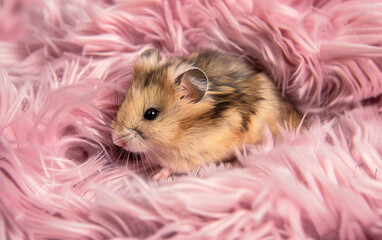 Close-Up of Baby Hamster with Soft Fur Set Against Abstract Whimsical Background 