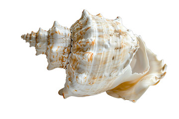 Fototapeta premium Macro shot of isolated spiral seashell, showcasing intricate details of this ocean mollusk souvenir