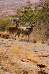 klipspringer