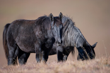 Basuto pony, Drakensberg, South Africa