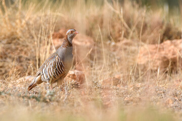 Barbary Partridge (Alectoris Barbara) in the wild