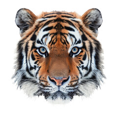 Obraz premium Face of Bengal tiger isolated on transparent background. Dangerous animal in jungle
