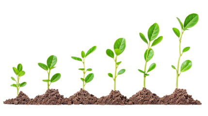 Growth Stages on White: A captivating visual of six vibrant green plant seedlings at progressive growth stages, symbolizing development.