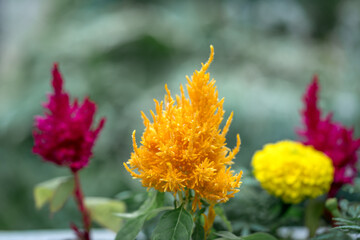 Flowers in a flowerbed celosia plumosa close-up