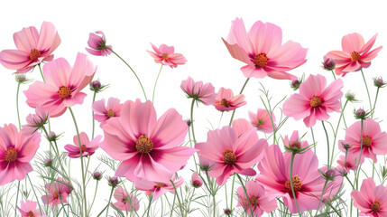 Beautiful pink cosmos flowers with delicate green stems and leaves, set against a clean white background.