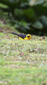 A yellow oriole (Chango Oriolino) foraging on the grass in a natural setting