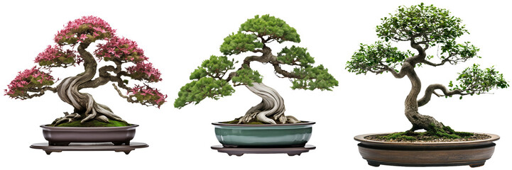 Set of Bonsai Trees Isolated on Transparent Background png