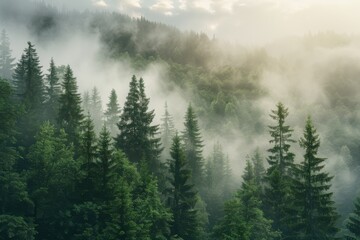 Spruce Forest on Foggy Sunrise in Mountains. Beautiful Misty Landscape with Nature and Trees