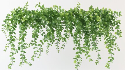 3d illustration of Phyllanthus Cochinchinensis hanging isolated on transparent background