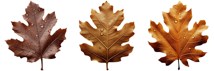 Fototapeta premium Set of Autumn Leaves Isolated on Transparent Background png