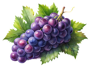Fototapeta premium grapes fruit