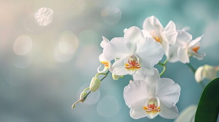 Beautiful white Phalaenopsis orchids with a soft, natural background