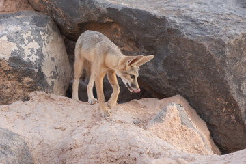 A young Kit Fox living in the desert of Southern Utah, USA, steps out of a small space between boulders in the soft evening light while looking to the right and licking his nose.