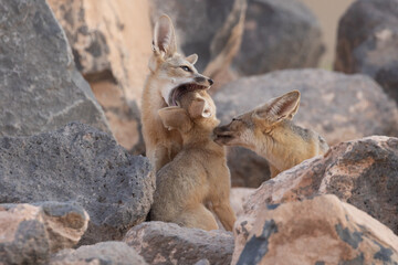 While an adult Kit Fox tries to groom on of the cubs among the boulders surrounding the den, another cub tries to start a wrestling match by grabbing at its sibling's face with wide stretched jaws.