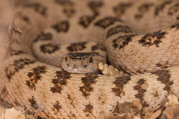 A Great Basin rattlesnake is curled up in the shade beneath a bush among dry leaves with the rattles of it's tail on display next to it's head and it's body arranged in sinuous coils.
