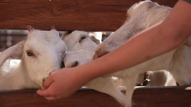 Baby goat feeding at eco-farm visitor center is growing. Cute funny pets. Soft sunlight.