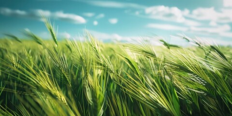 A field of wheat that has been left to dry out, possibly indicating a drought or poor season.