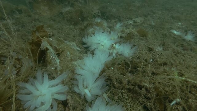 Ascidian colony on the seabed covered with brown algae and laminaria, the Transparent sea squirt or Yellow Sea Squirt (Ciona intestinalis, Ascidia intestinalis) 