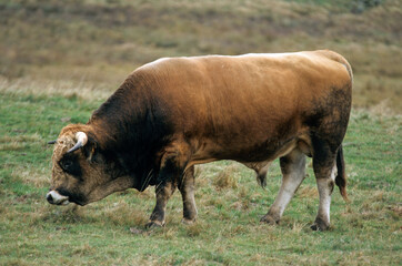Vache, race Aubrac