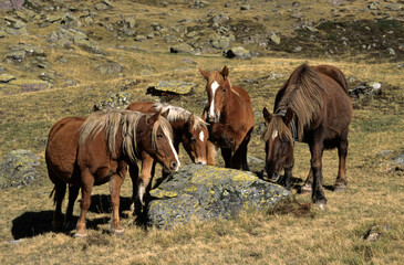 cheval, race Comtois