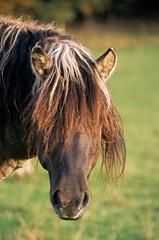 Cheval sauvage d'Europe, race Tarpan , Equus caballus