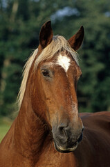 Cheval, race Sélle Francais