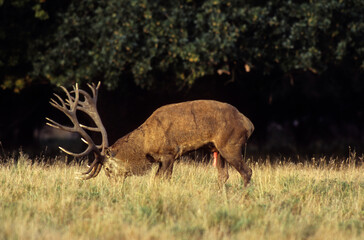 Cerf, Cervus elaphus