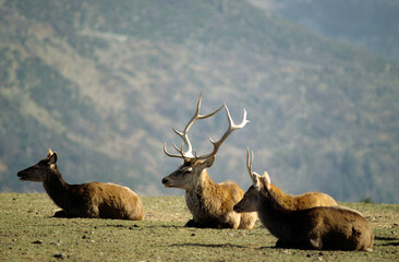 Cerf et biche, Cervus elaphus, Alpes