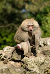 Singe hamadryas, male, Papio hamadryas