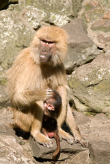 Singe hamadryas, femelle et jeune , Papio hamadryas