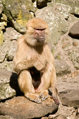 Singe hamadryas, male, Papio hamadryas