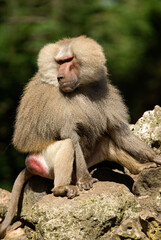 Singe hamadryas, male, Papio hamadryas