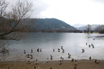 Canard colvert, Anas platyrhynchos, glace, Lac Chambon, Parc naturel régional des Volcans, 63, Puy...