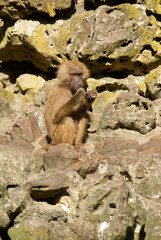 Singe hamadryas, male, Papio hamadryas