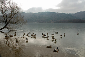 Canard colvert, Anas platyrhynchos, glace, Lac Chambon, Parc naturel régional des Volcans, 63, Puy de Dôme France