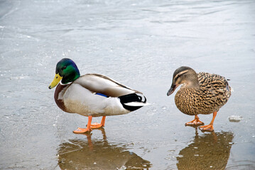 Canard colvert, Anas platyrhynchos, glace